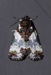 Cerma cerintha