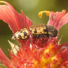 Acmaeodera mixta