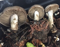 Clitocybe glacialis