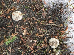 Clitocybe glacialis