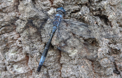 Zygonyx natalensis