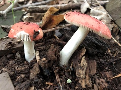 Russula silvicola
