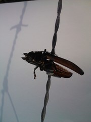 Mallodon dasystomus
