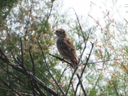 Escribano triguero (Emberiza calandra)