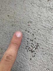 Technomyrmex difficilis