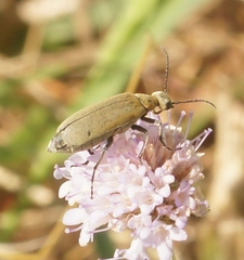 Epicauta callosa