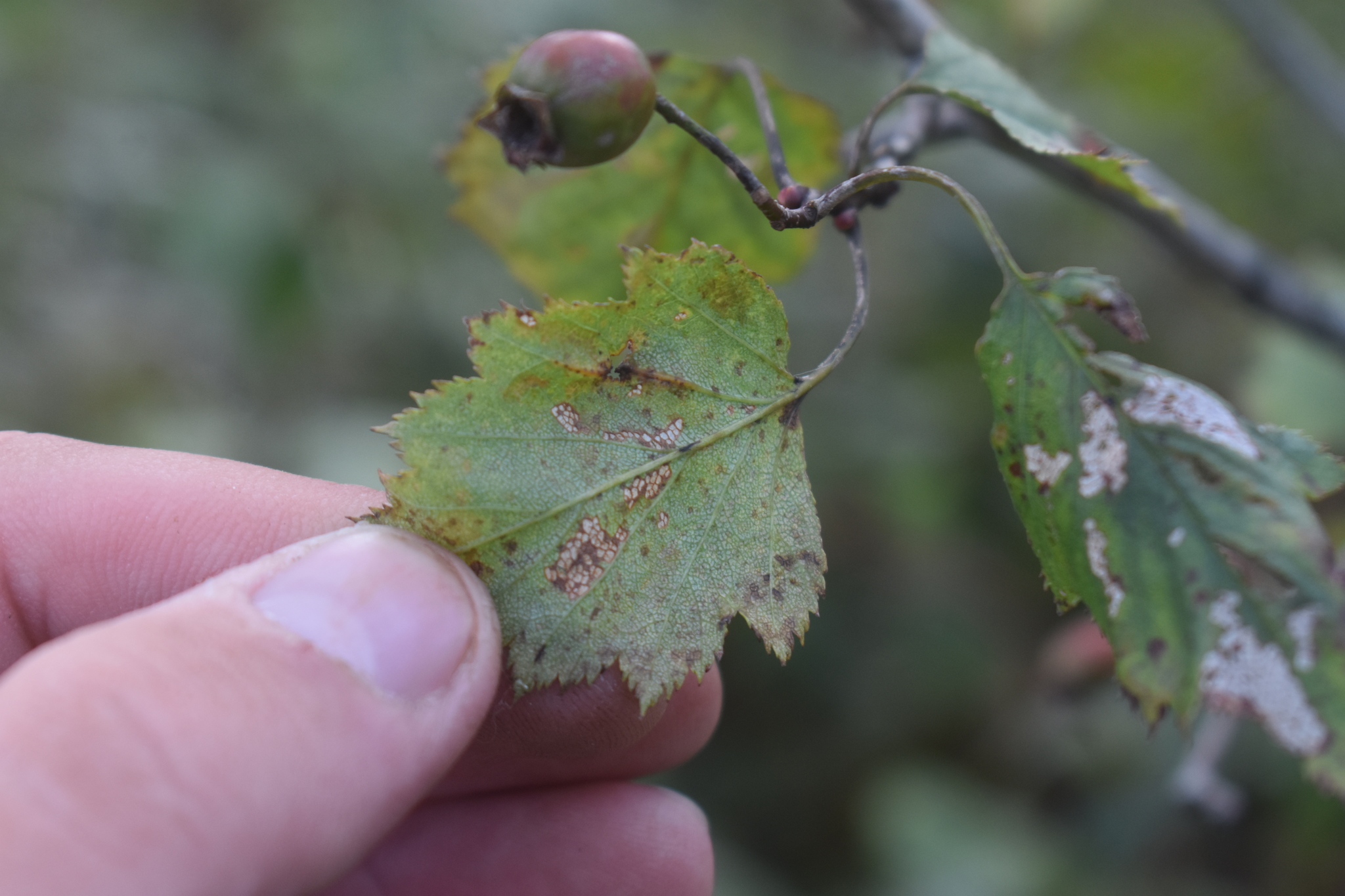 Crataegus neobushii