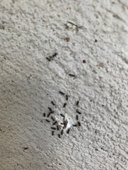 Technomyrmex difficilis