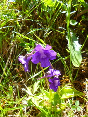 Pinguicula grandiflora