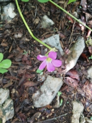 Oxalis nelsonii