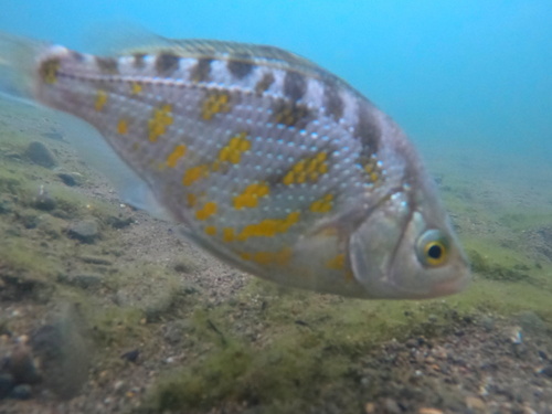 Russian River tule perch (Hysterocarpus traskii) — Embiotocidae