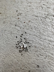 Technomyrmex difficilis