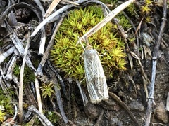 Thisanotia chrysonuchella