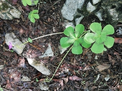 Oxalis nelsonii