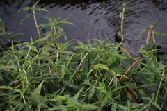 Commelina diffusa diffusa