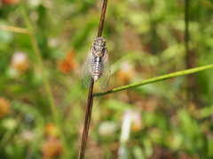 Cicadetta mediterranea