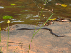 Boaedon fuliginosus