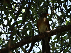 Turdus rufopalliatus