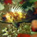 Quillback Rockfish - Photo (c) Ed Gullekson, some rights reserved (CC BY-NC), uploaded by Ed Gullekson