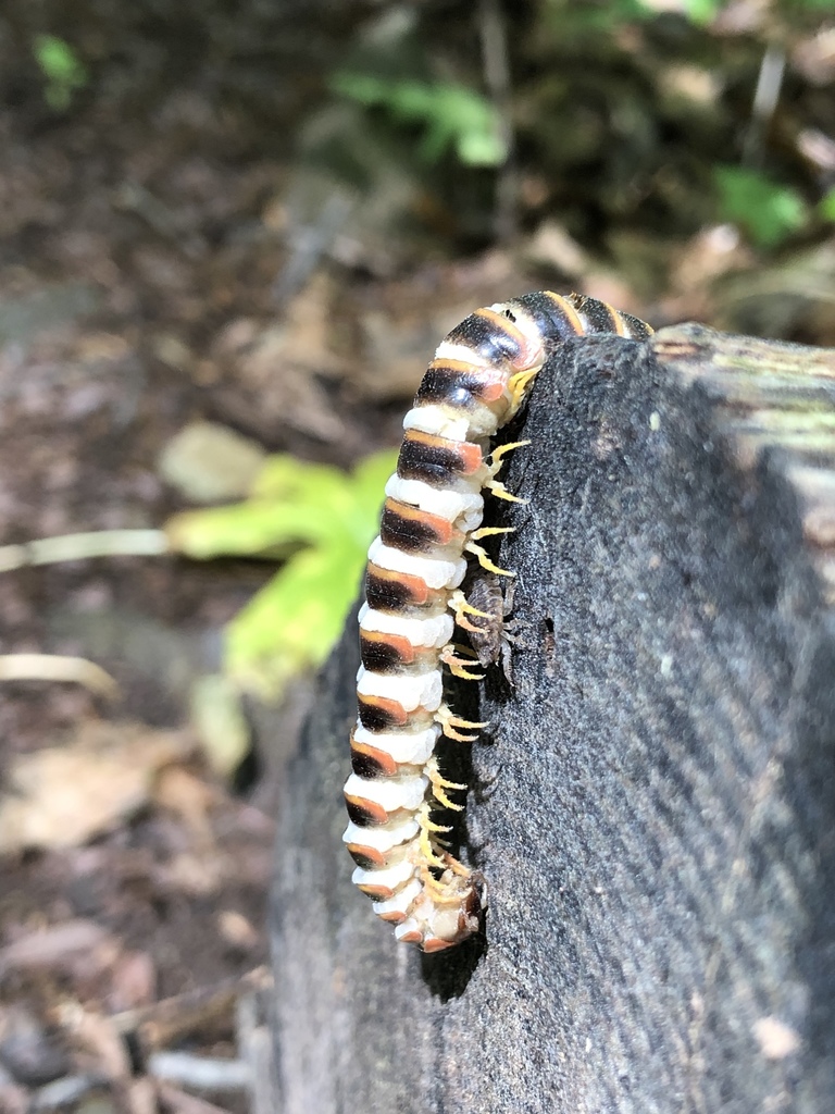 Arthrophaga myriapodina