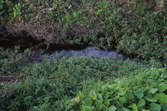 Commelina diffusa diffusa