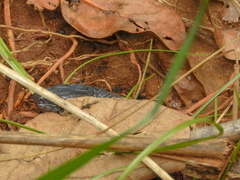 Boaedon fuliginosus