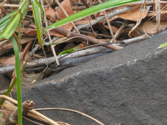 Boaedon fuliginosus