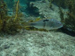 Notolabrus celidotus