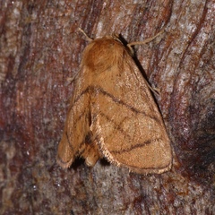 Apoda y-inversa