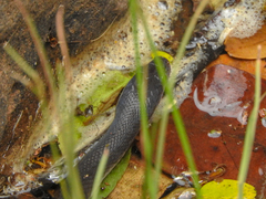 Boaedon fuliginosus
