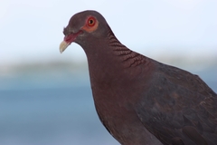 Patagioenas squamosa