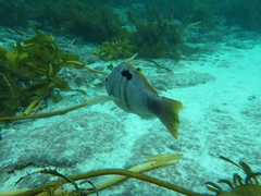 Notolabrus celidotus