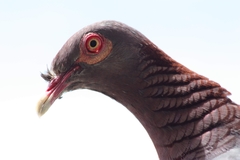 Patagioenas squamosa