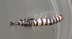 Amphicallia bellatrix