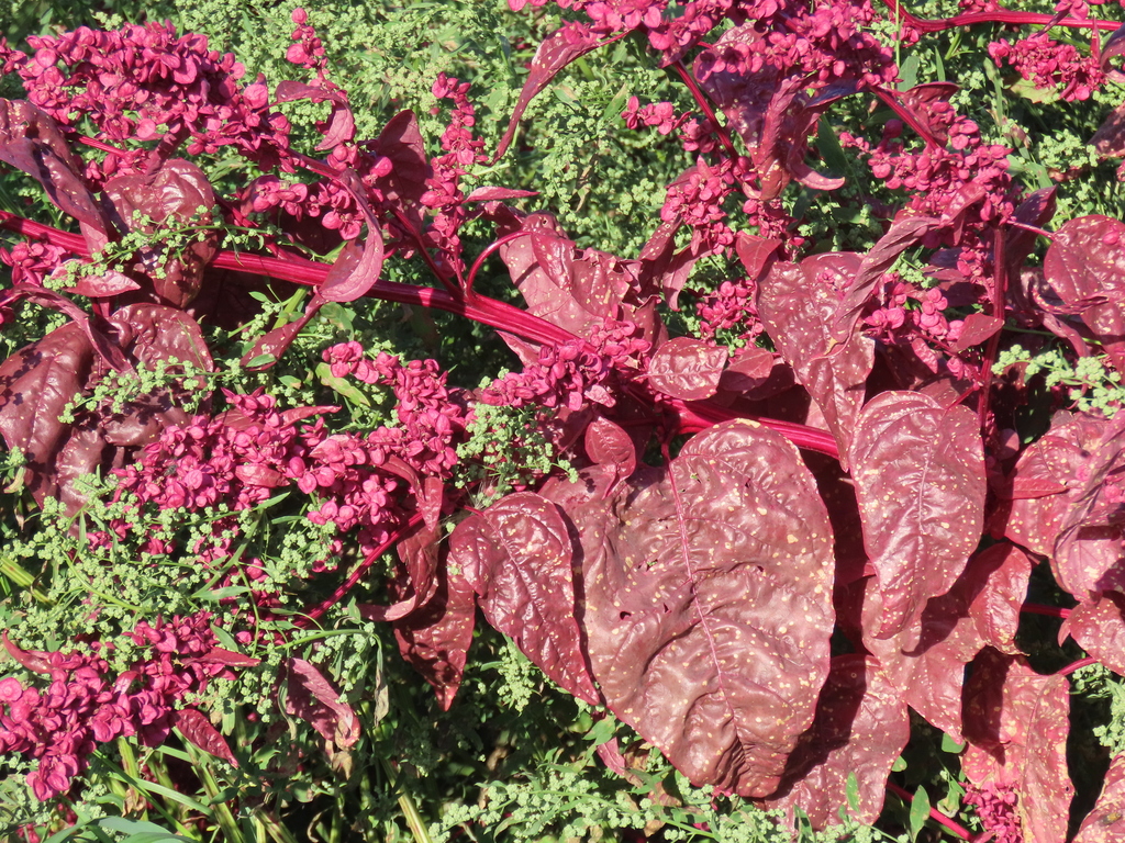 Atriplex hortensis — a medium houseplant, prefers full sun light