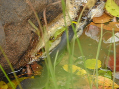 Boaedon fuliginosus
