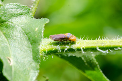 Oncometopia hamiltoni