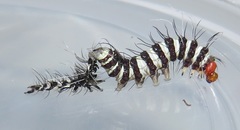 Amphicallia bellatrix