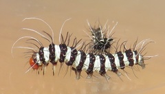 Amphicallia bellatrix