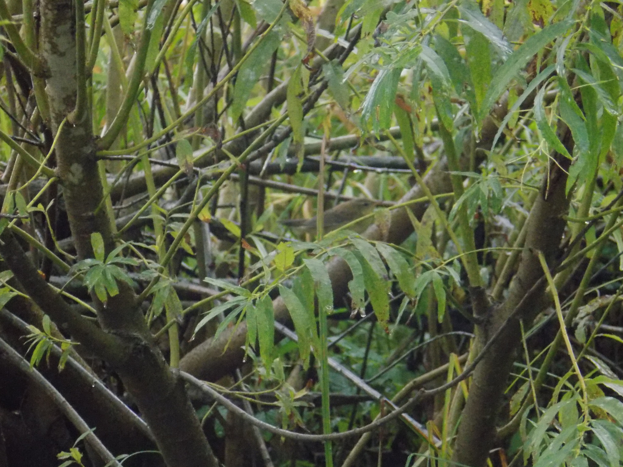 Pallas's Grasshopper Warbler