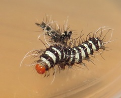 Amphicallia bellatrix