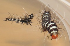 Amphicallia bellatrix