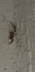 Zygiellinae