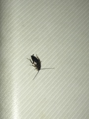 Ectobius lapponicus