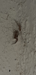 Zygiellinae