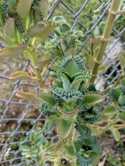 Kalanchoe laetivirens