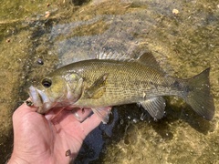 Guadalupe Bass photo 3
