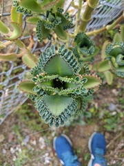 Kalanchoe laetivirens