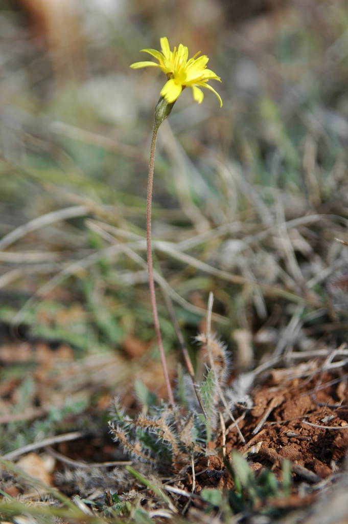 Hairy hawkbit
