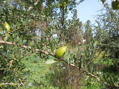Argania spinosa